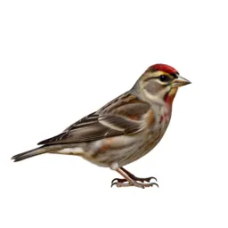 Pine grosbeak