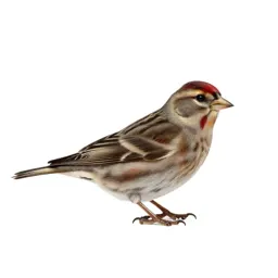 Pine siskin
