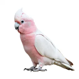 Pink cockatoo