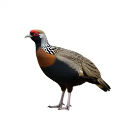 Piping guan