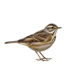 Pipit