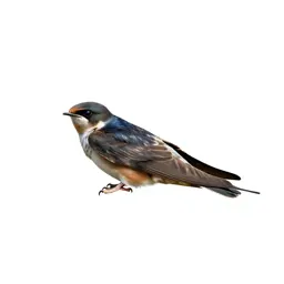 Poorwill