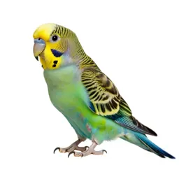 Popinjay