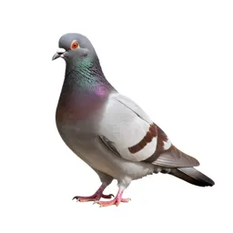 Pouter pigeon