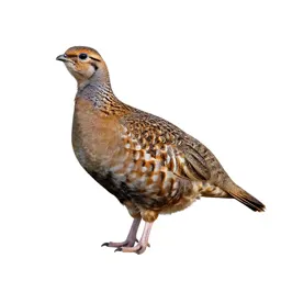 Prairie chicken