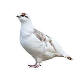 Ptarmigan