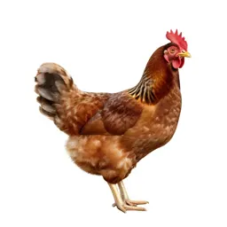 Pullet