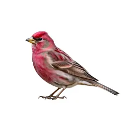 Purple finch