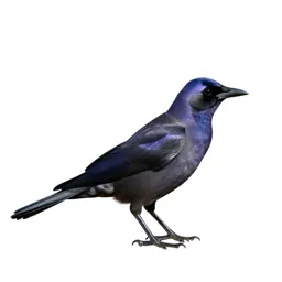 Purple grackle