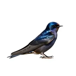 Purple martin