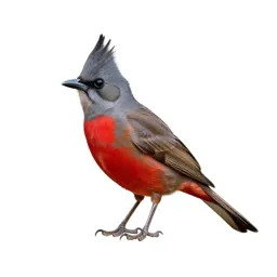 Pyrrhuloxia