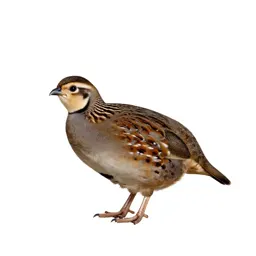 Quail