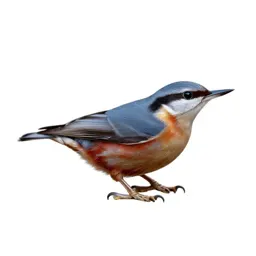 Red-breasted nuthatch