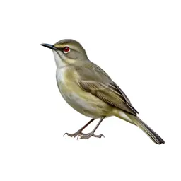 Red-eyed vireo