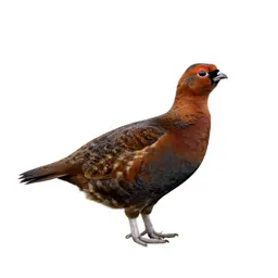 Red grouse