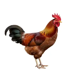Red jungle fowl