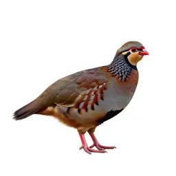 Red-legged partridge