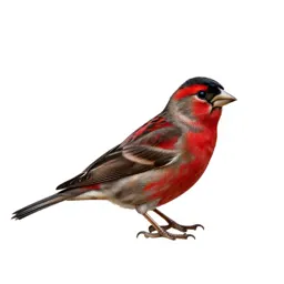 Red siskin