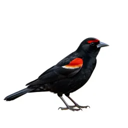 Red-winged blackbird