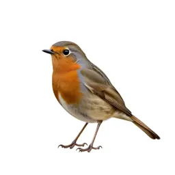 Redstart