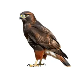 Redtail