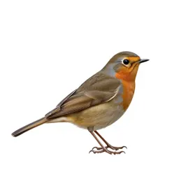 Redwing