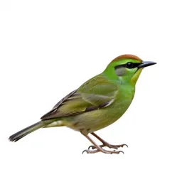 Rifleman bird