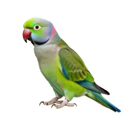 Ring-necked parakeet