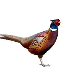 Ring-necked pheasant