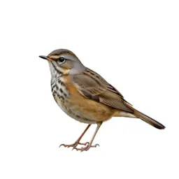 Ring ouzel