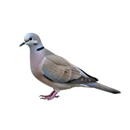 Ringdove