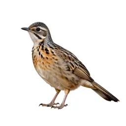 Roadrunner