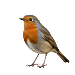 Robin