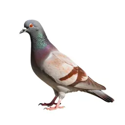 Rock dove