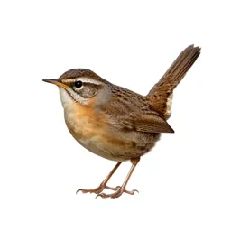 Rock wren