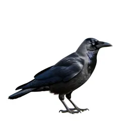 Rook