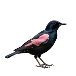 Rose-colored starling