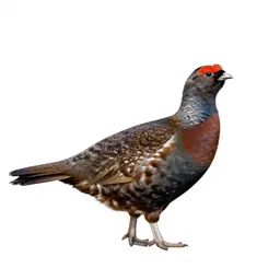 Ruffed grouse