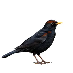 Rusty blackbird