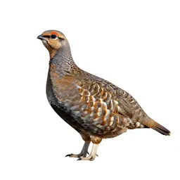 Sage grouse