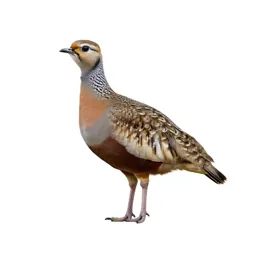 Sandgrouse