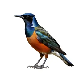 Satin bowerbird