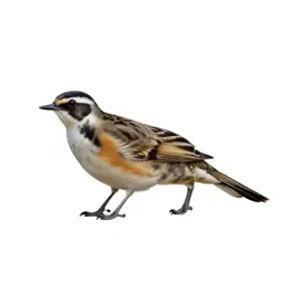 Scissortail