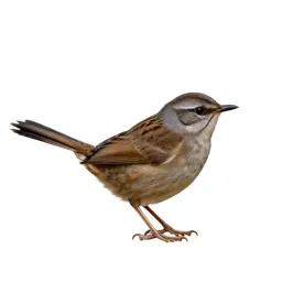 Scrubbird