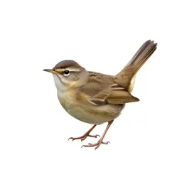 Sedge warbler