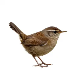 Sedge wren