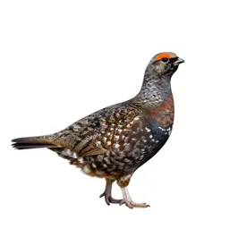 Sharp-tailed grouse