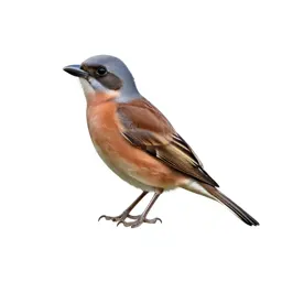 Shrike