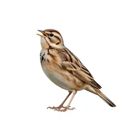 Skylark