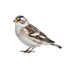Snow bunting